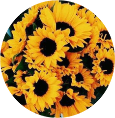 Icon Yellowicon Sunflower Sorry I Sticker By - Sunflowers Background Png