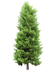 Fir Tree Png Transparent 2472 - Pine Tree Without Background