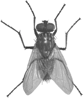 Fly Png Image