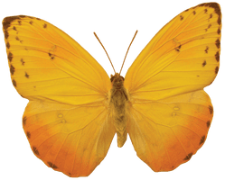 Orange Butterfly Png Image Butterflies Download