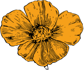 Library Of Poppy Flower Graphic Free - California Poppy Clipart Png