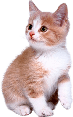 Cute Kitten Png Download - Cute Kitten Png