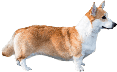 Download Corgi Dog - Corgis Png