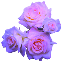 Transparent Flowers Purple Roses - Aesthetic Flowers Transparent Png