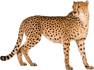 28 Cheetah Png Images Are Free To Download - Cheetah Png