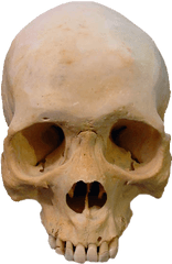 Skull Png Transparent - Human Skull Png