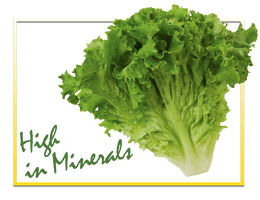 Fresh Butterhead Lettuce PNG Image High Quality