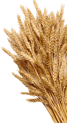 Wheat Mature Photography Grain Cereal - Stack Of Wheat Drawing Png