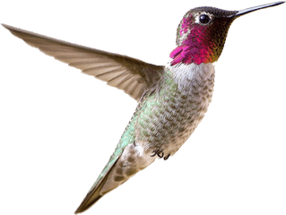 Hummingbird Transparent Free Png - Transparent Small Bird Png