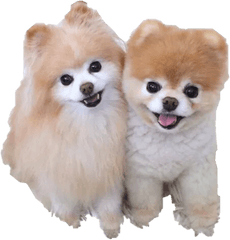 Boo - Sweet Dogs Png