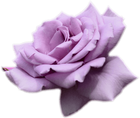 Purple Rose No Background Png - Purple Rose Transparent