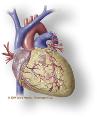 Heart Organ Png - Heart Muscle Png Illustration 1435887 Heart Muscle Png