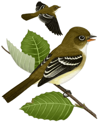 Sparrow Png Images - 4 5