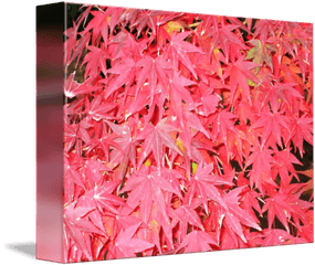 Japanese Maple Tree Closeup By Frank Adorna - Maple Leaf Png