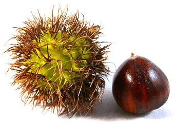 Free Png Autumn Pumpkins - Konfest Rambutan