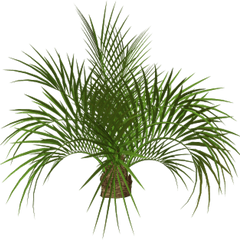 Download Palm Tree Plan Png - Palm Tree Png Full Size Png Palm Plant Png Transparent