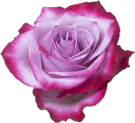 Deep Purple - Rose Png