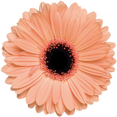 Download Alma - Light Orange Flower Png Png Image With No Aesthetic Orange Flower Transparent