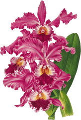 Orchid Blossom Flower Transparent Free Stock Photo - Public Christmas Orchid Png