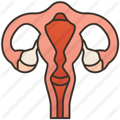 Uterus - Clip Art Png