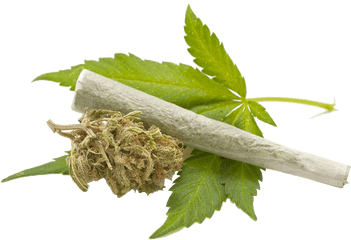 Cannabis Leaves Png - Cannabis Png