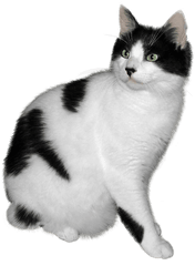 Black And White Cat Png - Black And White Cat Png