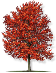 Acer Rubrum Red Maple Tree - Red Maple Tree Png