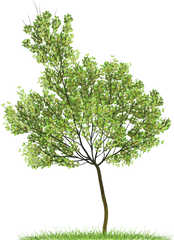 Png Trees Plan 1 Image - Tree Png