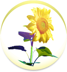 Sunflower 134 Download Android Apk Aptoide - Fresh Png