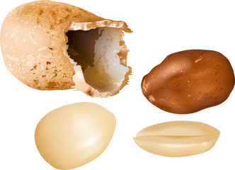 Peanut Clipart Image Transparent Free - Transparent Peanut Png