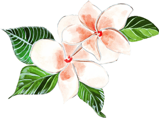 Hibiscus - Photos By Canva Clip Art Png