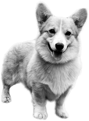 Celine Angelia - Clipart Corgis Black And White Png