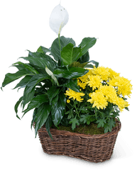 Yellow Mum Plant Grand Rapids Florist Png Green And Flower Logo
