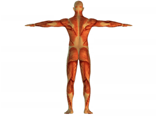 Movement Of The Skeletal Muscles - Male Png