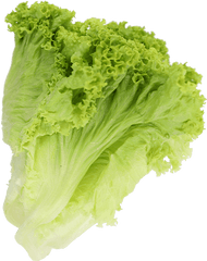 Lettuce Green Coral - Superfood Png