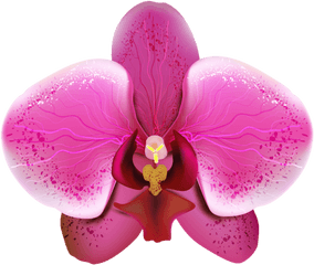 Orchid Png Images - Orquidea Png