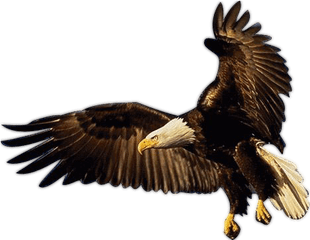 Eagle Psd Transparent Png Image - Eagle Psd