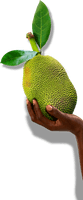 Jackfruit Photos Free Clipart HD - Free PNG