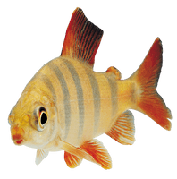 Fish Png 9