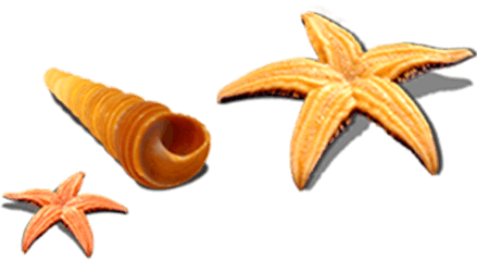 Starfish Seashell Sea Snail Seafood - Concha Png