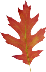 Oak Leaf Fall Drawing Clipart - Red Oak Tree Drawing Png