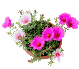 Portulaca Flower - Japanese Rose Flower Png