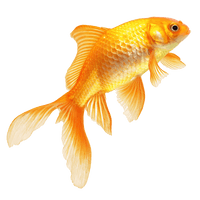 Real Fish Transparent Image - Free PNG