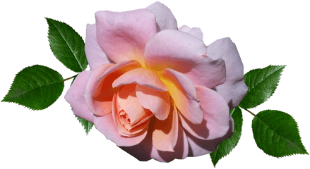 Rose Pink Flower - Free Photo On Pixabay Garden Roses Png