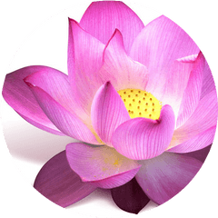 Lotus Flower - Circle Yogabalance Yoga Classes Padma Flower Png