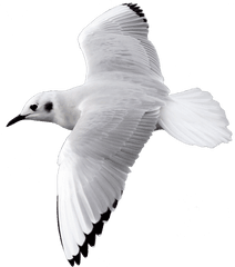 Bird Flying Png Image With Transparent - Bird Flying Hd Transparent Background