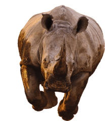 Rhino Transparent Image - Rhino Running Png