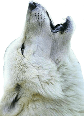 Lobo Uivando - Transparent White Wolf Png