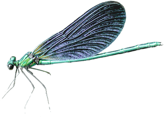 Download Dragonfly Png Transparent - Dragonfly Transparent Background