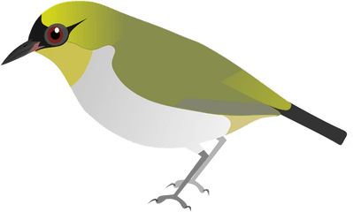 Togian White - Eye Wikipedia Chim Vanh Khuyen Vector Png